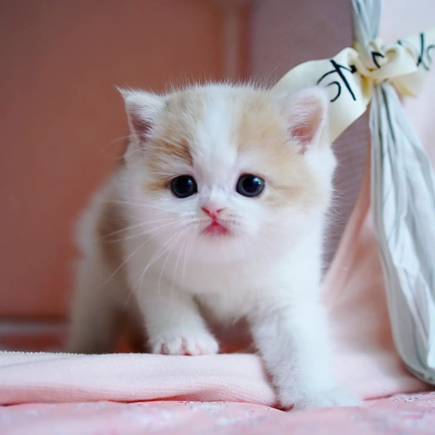 Munchkin Kittens for sale Available Kittens Fuzzy Munchkins