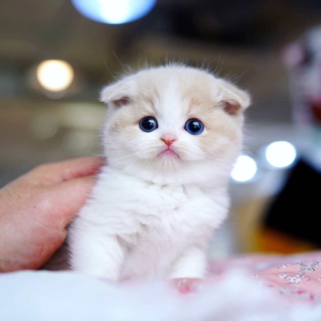 Munchkin Kittens for sale Available Kittens Fuzzy Munchkins