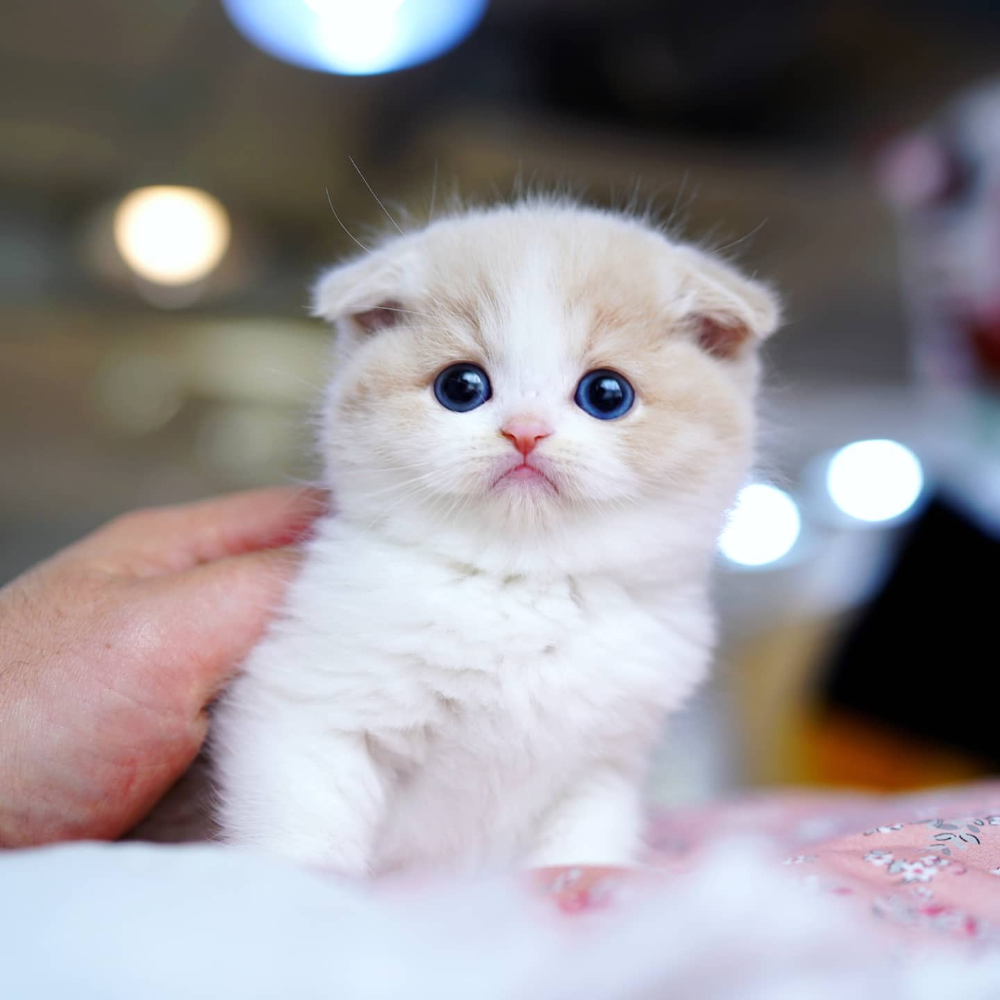 Munchkin Kittens for sale | Available Kittens | Fuzzy Munchkins