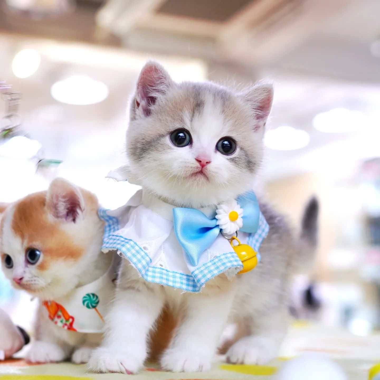 Scottish fold munchkin cat for sale at Fuzzy Munchkins