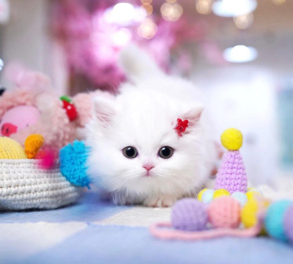 Munchkin Kittens for sale Available Kittens Fuzzy Munchkins